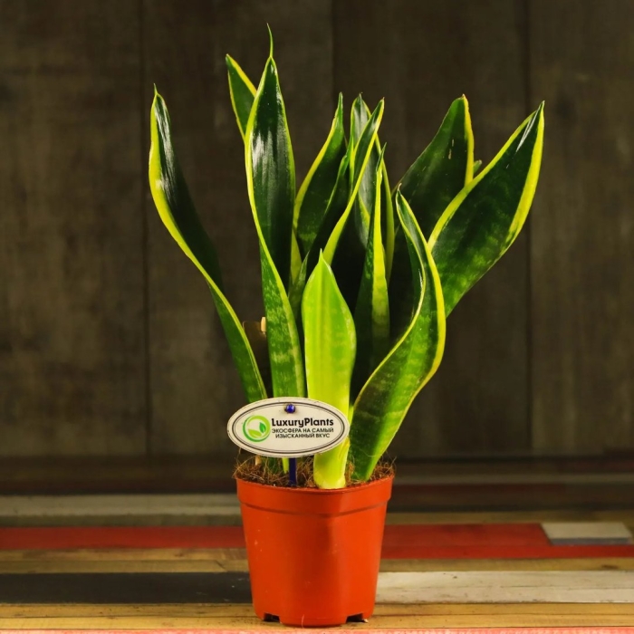 Сансевиерия блэк голд