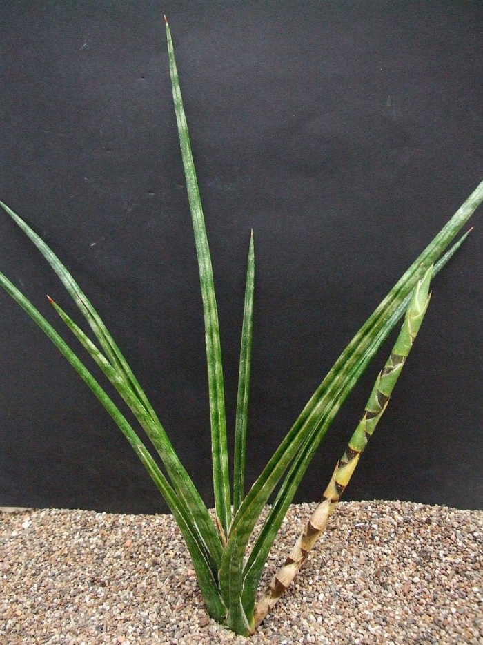 Грацилис сансевьера