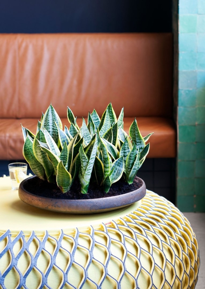 Сансевиерия щучий ханни