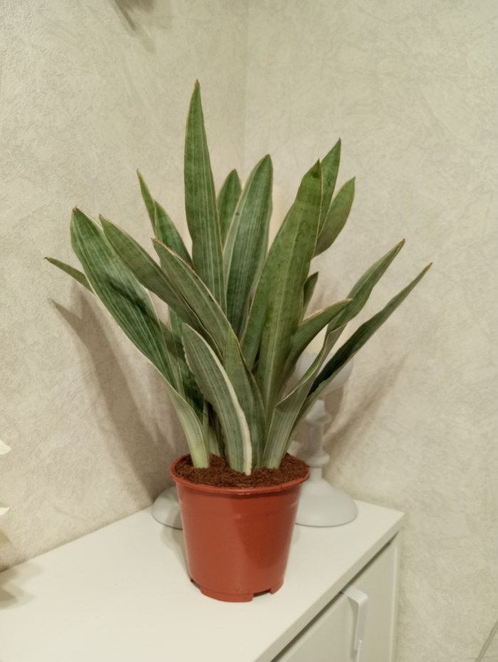 Сансевиерия металлика сильвер сиам