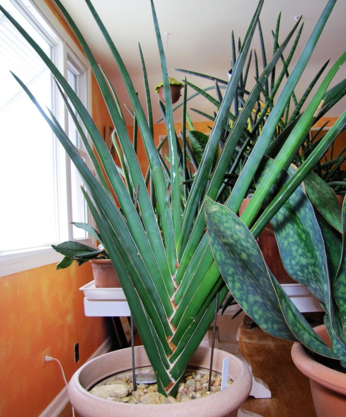 Sansevieria ehrenbergii