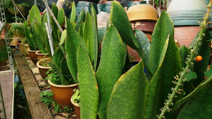 Сансевиерия грандис