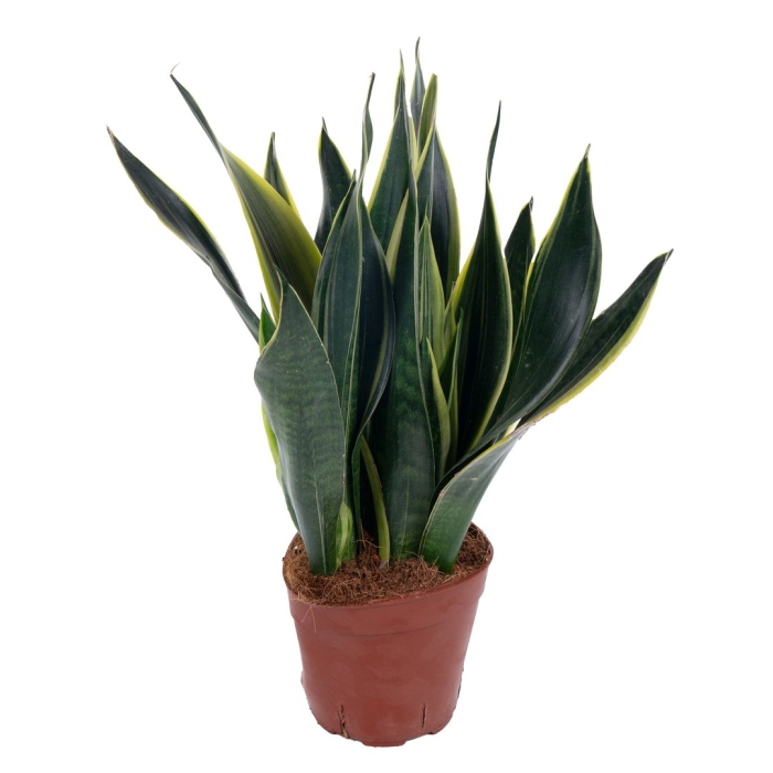 Сансевиерия стар канари