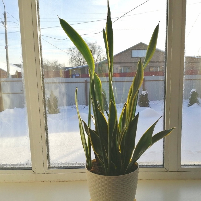 Сансевиерия лауренти в интерьере