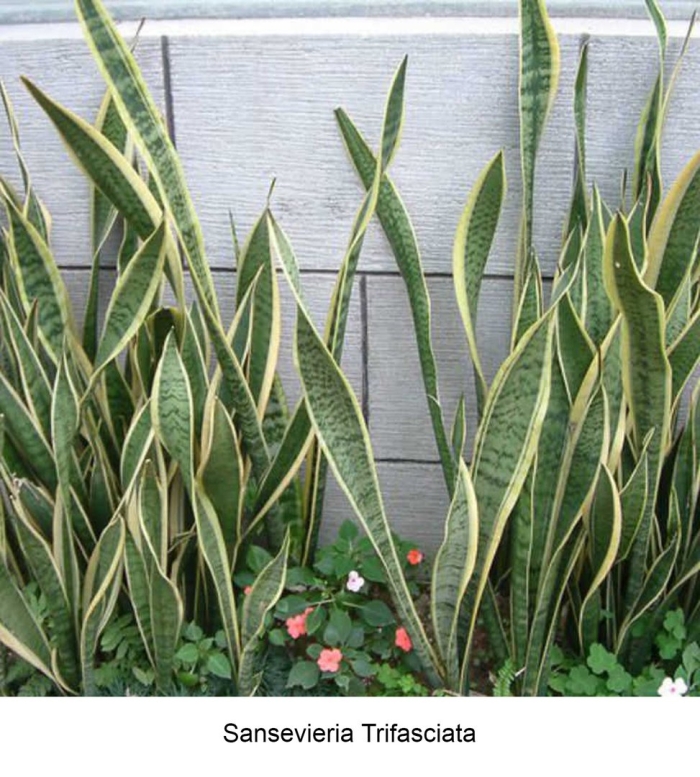 Сансевиерия (trifasciata)