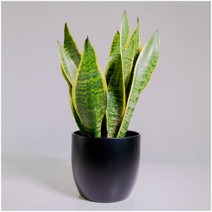 Сансевиерия лауренти