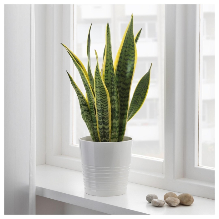 Сансевиерия трехполосная