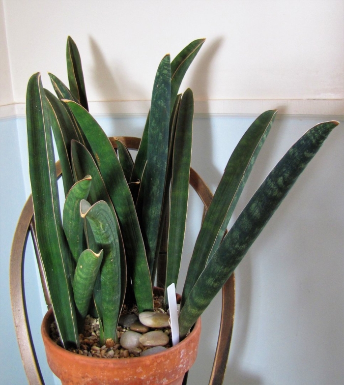 Сансевиерия бентель