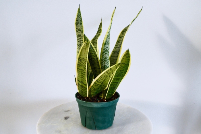 Сансевиерия дунери