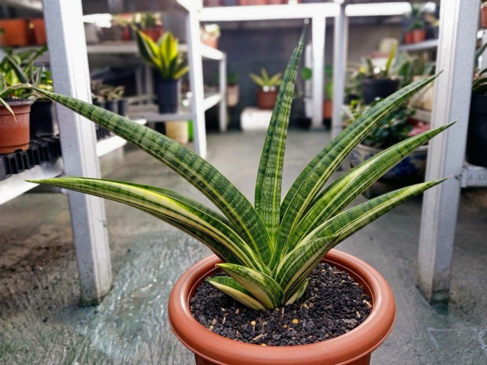 Sansevieria dawei
