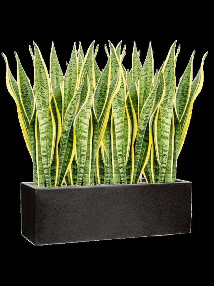 Сансевиерия лауренти