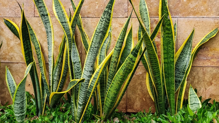 Сансевиерия bantel's sensation