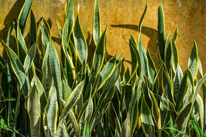 Sansevieria trifasciata