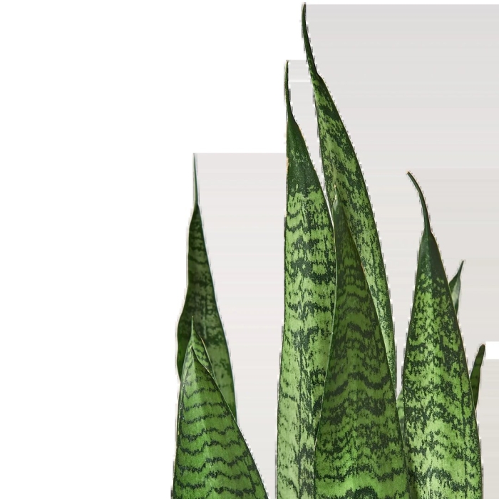 Сансевиерия zeylanica