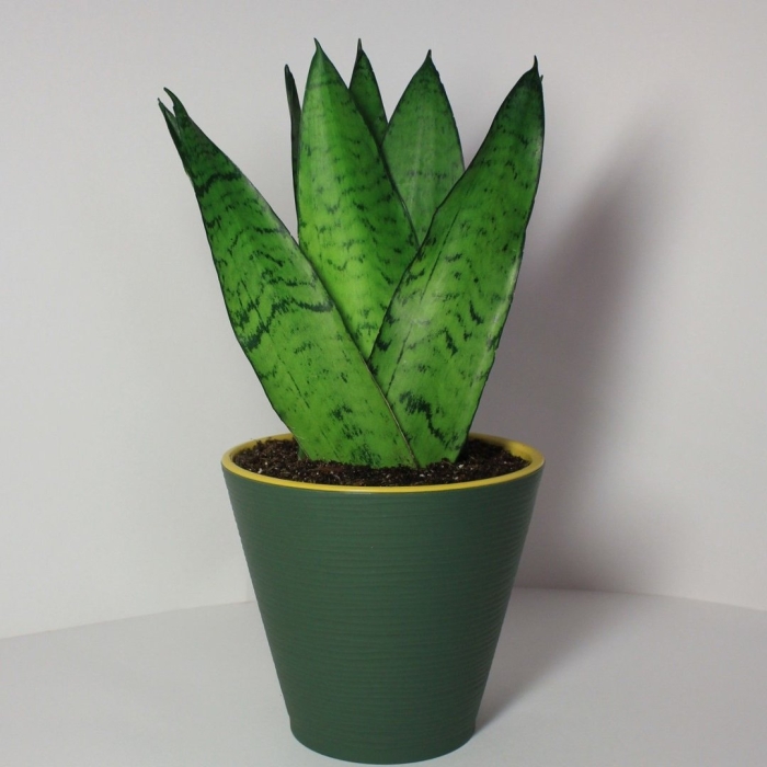 Сансевиерия зейланика фан