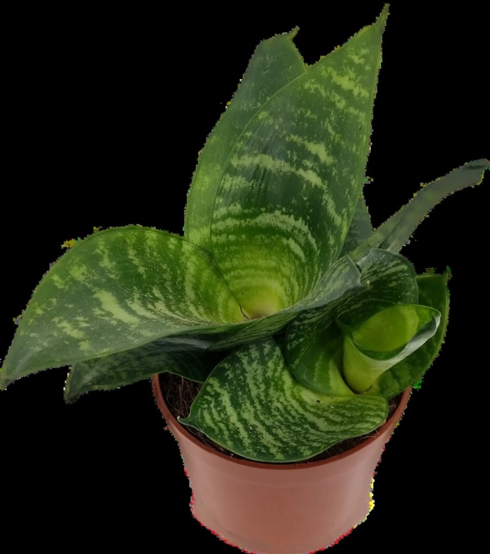 Ханни сансевиерия