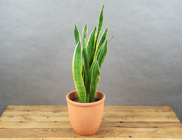 Сансевиерия ханна в интерьере