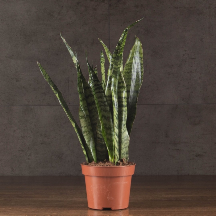 Сансевиерия зейланика