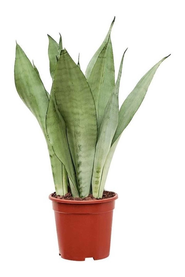 Сансевиерия муншайн