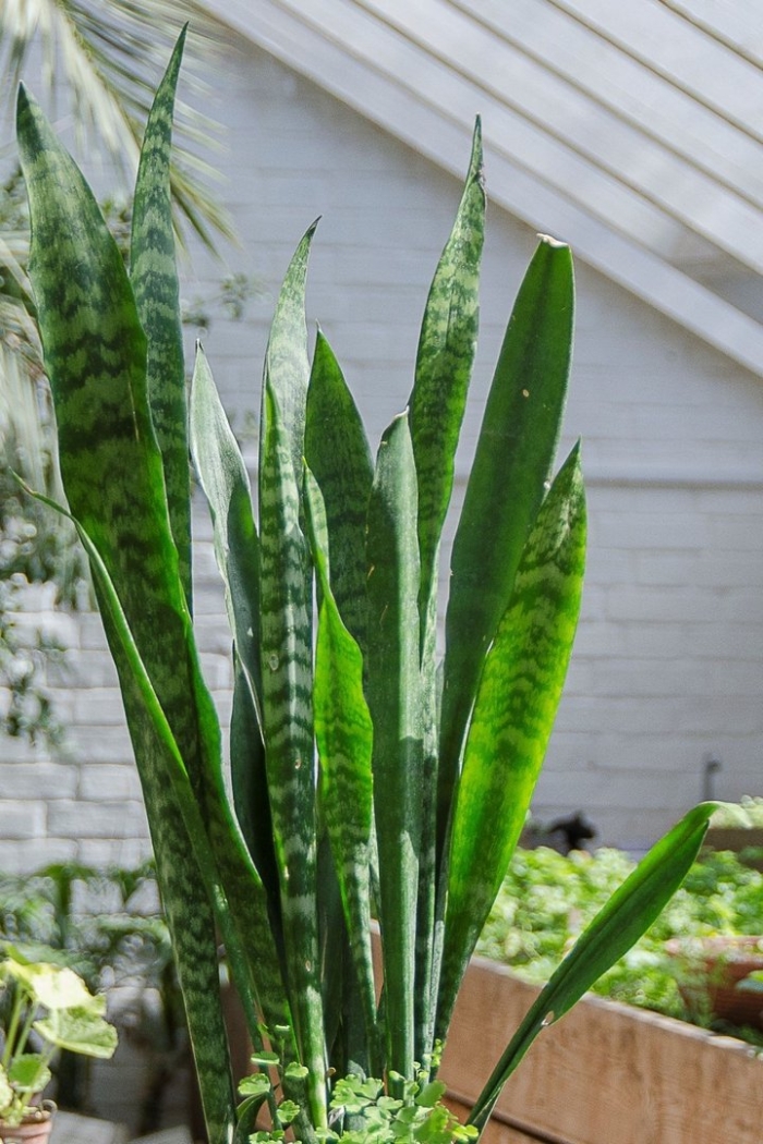 Сансевиерия сильвер нимф