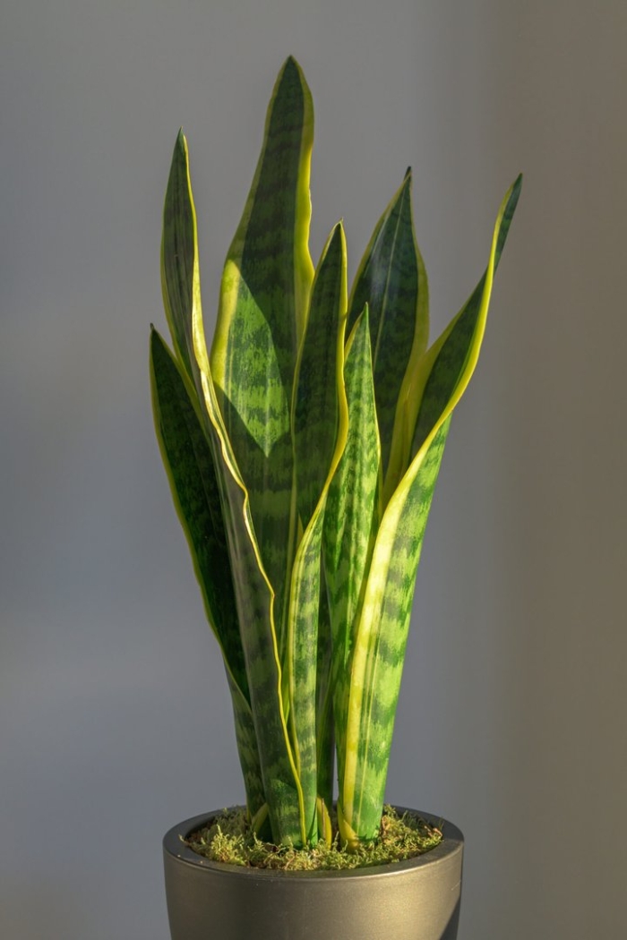 Sansevieria laurentii
