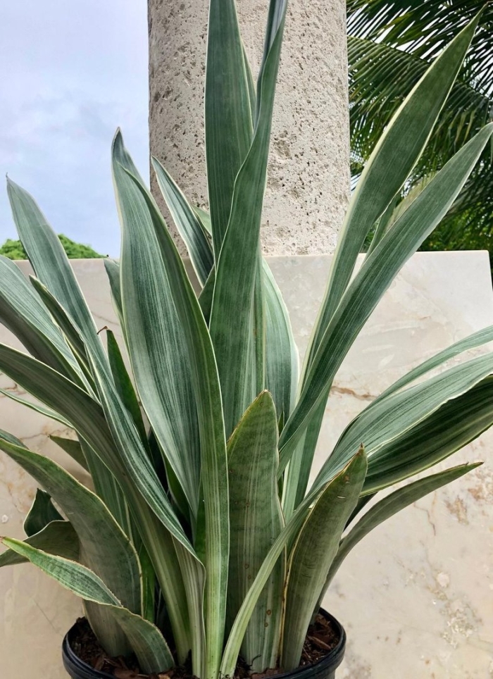 Сансевиерия сильвер металлика