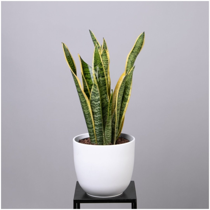 Сансевиерия laurentii