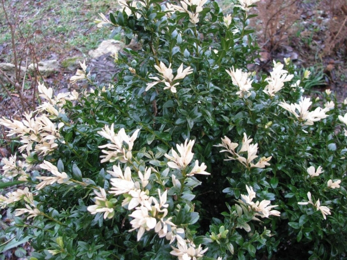 Самшит балеарский