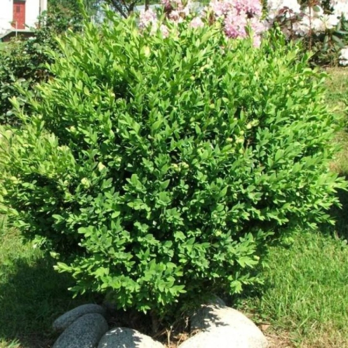 Кустарник самшит