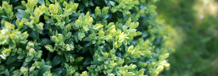 Buxus sempervirens