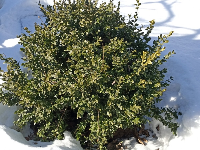 Вечнозеленые кустарники