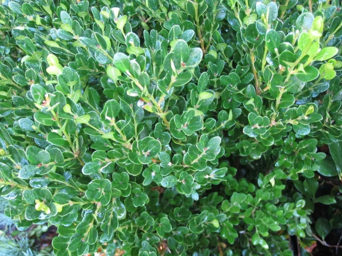 Самшит балеарский buxus balearica