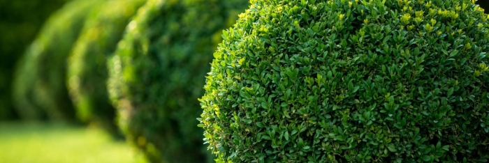 Самшит вечнозеленый
