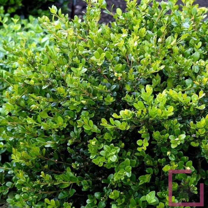 Куст самшит