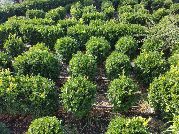 Самшит голландия куст