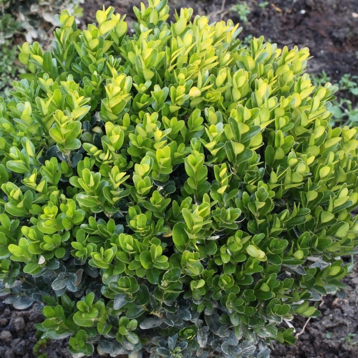 Самшит вечнозелёный саженец