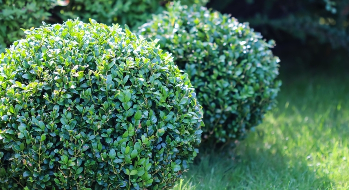Самшит вечнозеленый