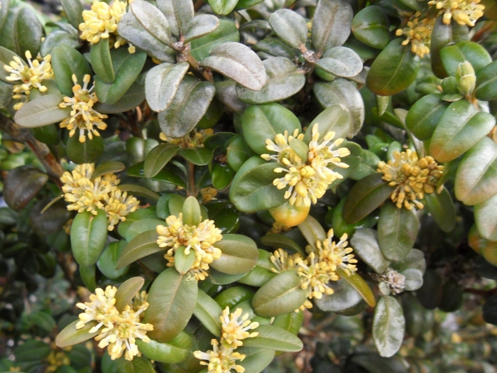 Самшит цветет