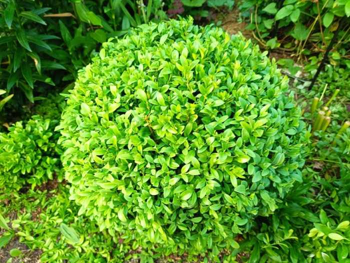 Вечнозеленый кустарник самшит