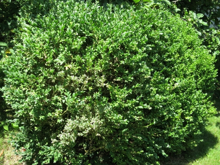 Самшит элегантиссима