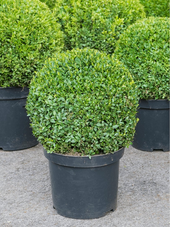 Самшит вечнозеленый buxus sempervirens