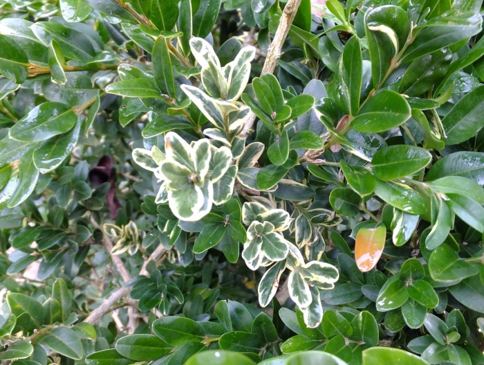 Самшит элегантиссима