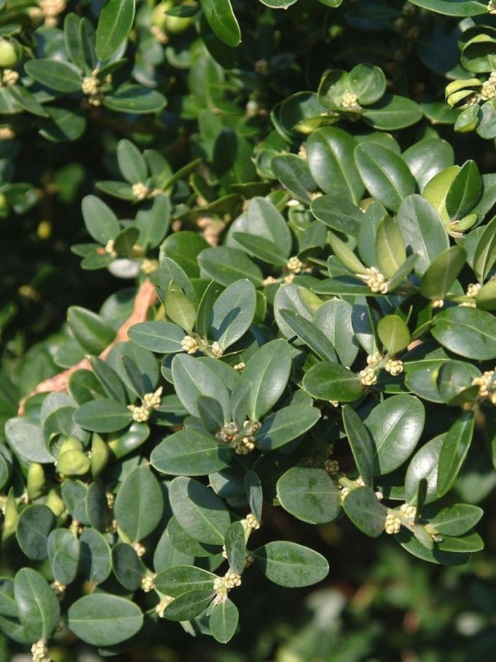 Самшит буксус семпервиренс