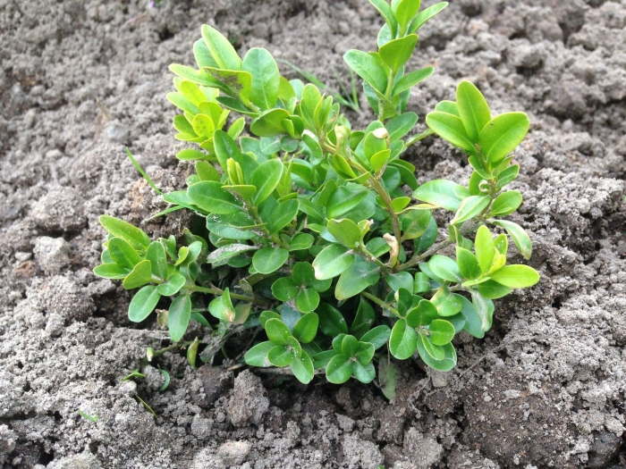 Самшит ростки