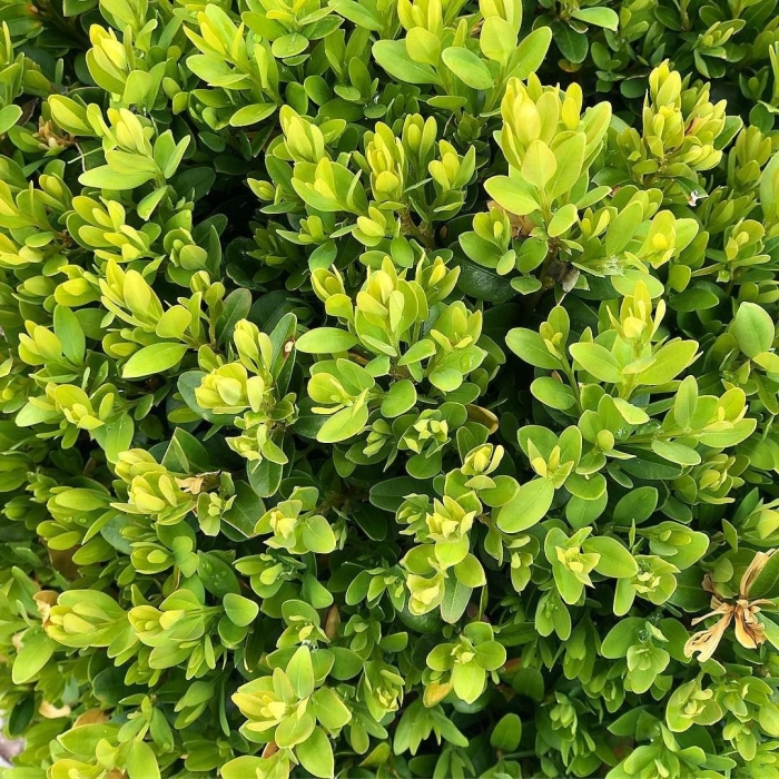 Самшит buxus