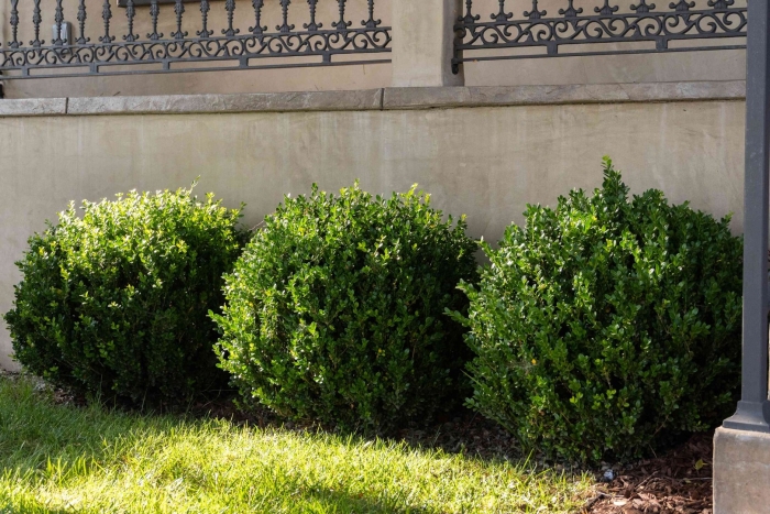 Самшит вечнозеленый buxus sempervirens