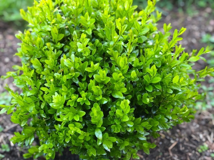 Самшит вечнозеленый