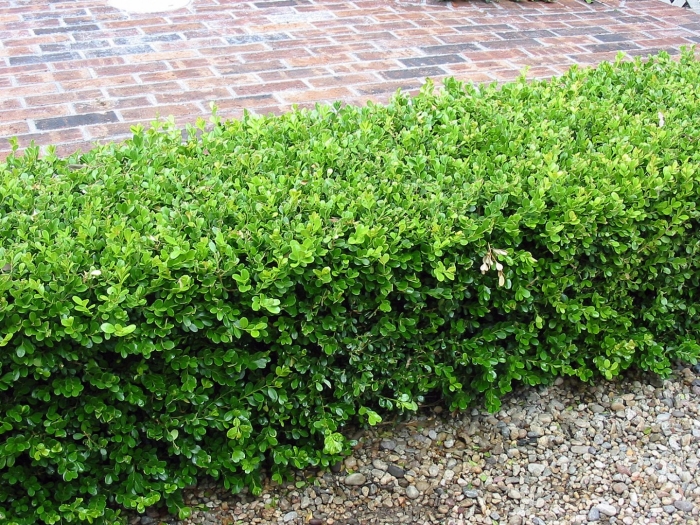 Самшит buxus