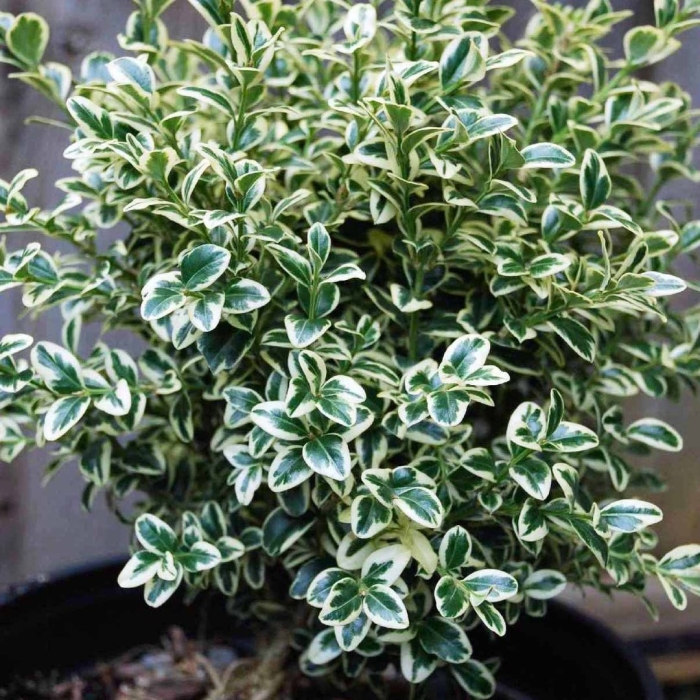 Самшит вечнозеленый вариегата