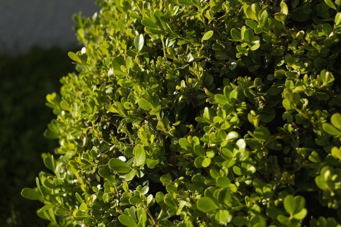 Самшит buxus